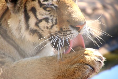 Tiger Licking On Its Paw