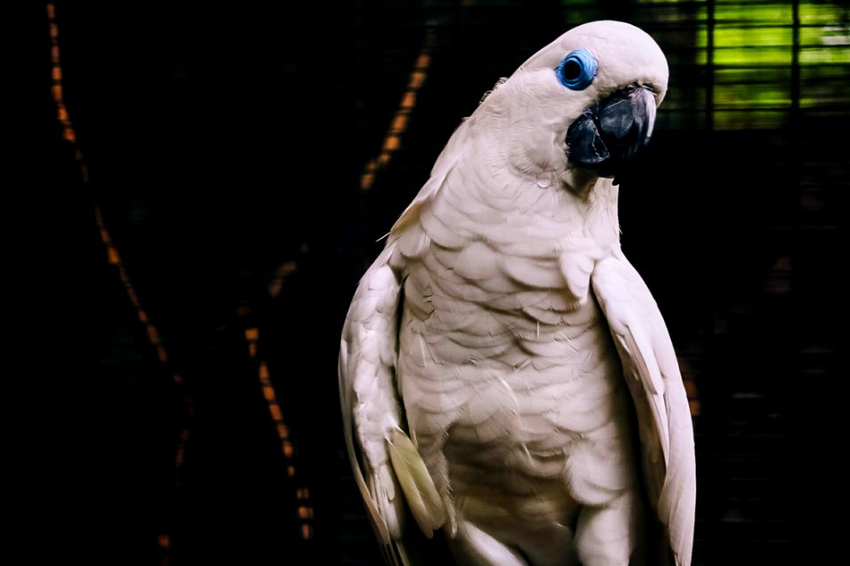 White Cockatoo