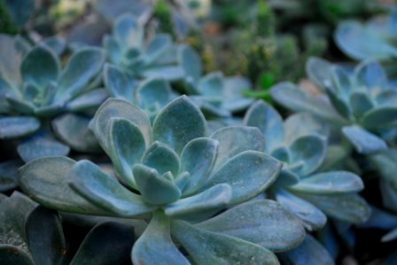 Green Succulent Plants photo