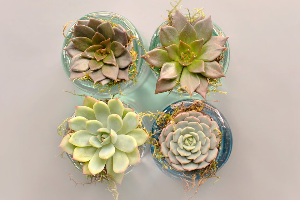 Four Green Succulent Plants With Glass Pot
