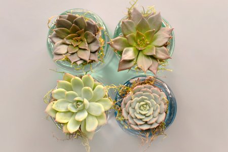 Four Green Succulent Plants With Glass Pot photo