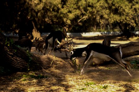 Photography Of Two Fighting Impalas photo