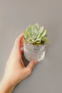 Green Succulent Plant On Clear Glass Pot photo