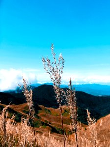 Focus Photo Of Brown Plants On Mountain Range