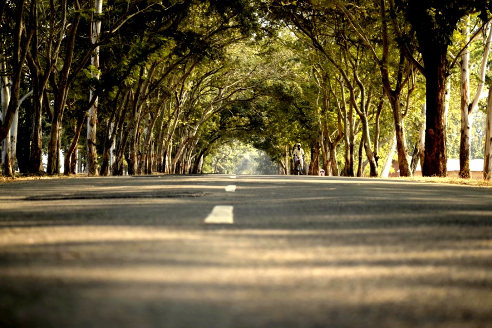 Road In Between Trees