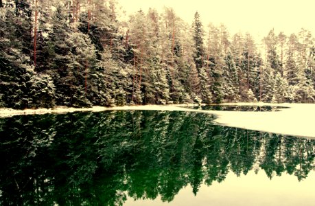 Snowcapped Trees Near Body Of Water photo