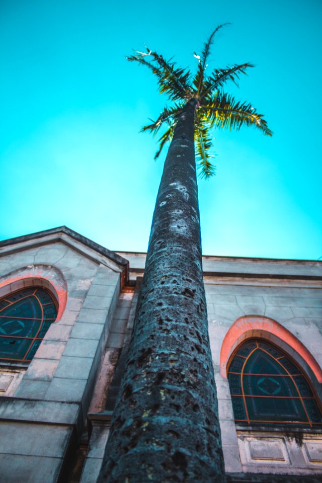 Green Coconut Tree photo