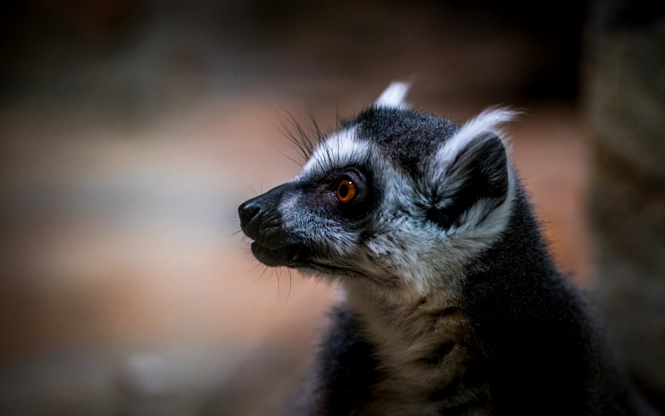 Shallow Focus Of White And Black Animal