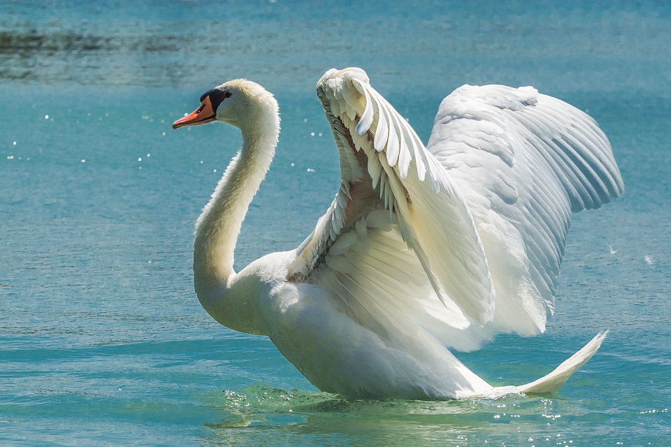 Anseriformes bird swim