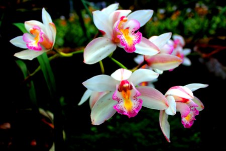 Close-up Photography Of Orchids photo