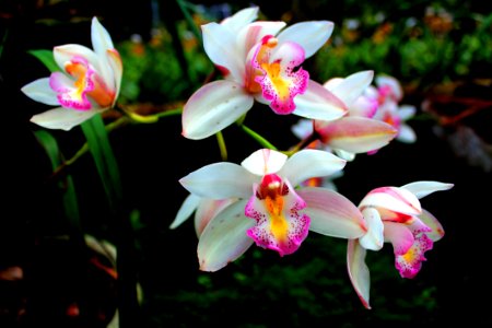 Close-up Photography Of Orchids