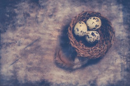 Close-Up Photography Of Quail Eggs On Nest photo