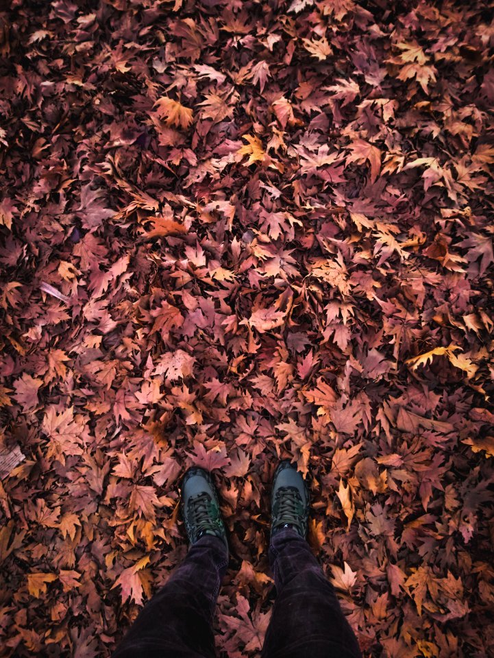 Person With Grey Shoes Standing On Dry Leaves