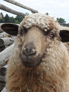Farm livestock closeup
