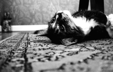 Photo Of Tuxedo Cat Laying On Rug photo