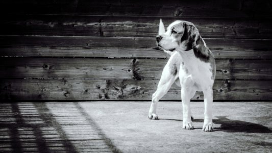 Greyscale Photgraphy Of Beagle photo