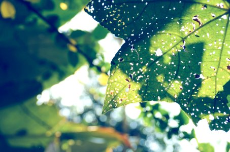 Close Photography Of Green Leaf