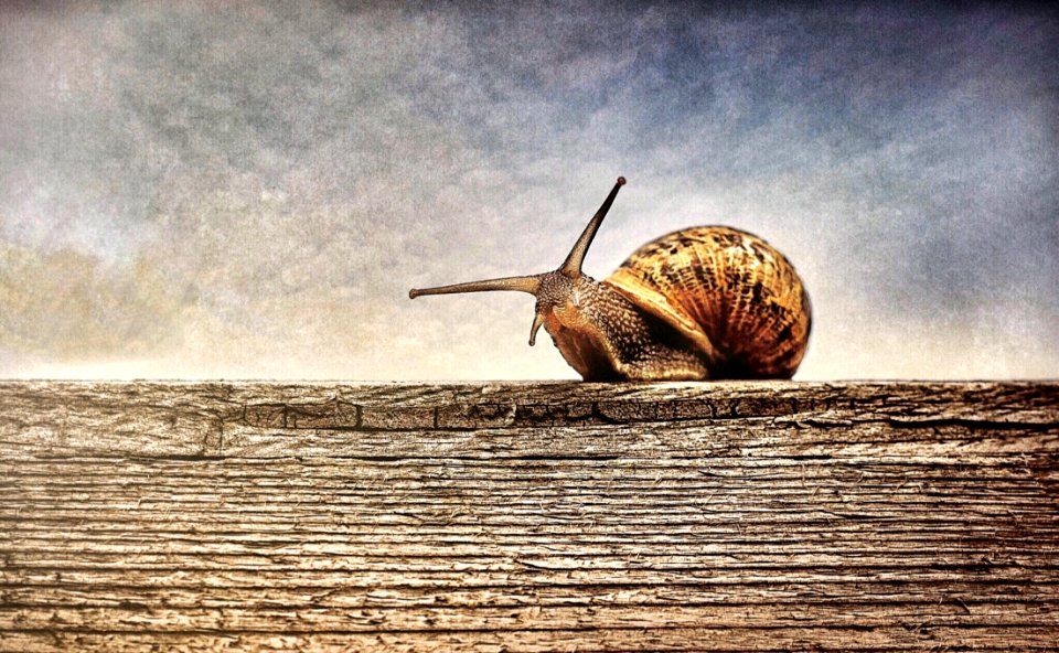 Close-up Photography Of Brown Snail On Brown Wooden Surface