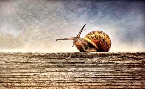 Close-up Photography Of Brown Snail On Brown Wooden Surface photo