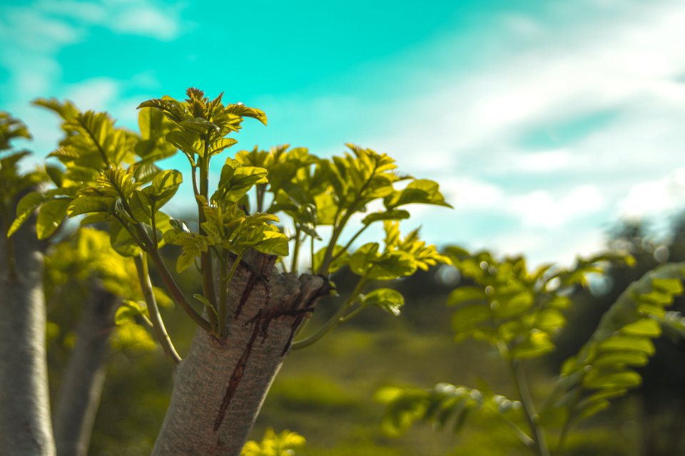 Close-up Photography Of Green Leaves