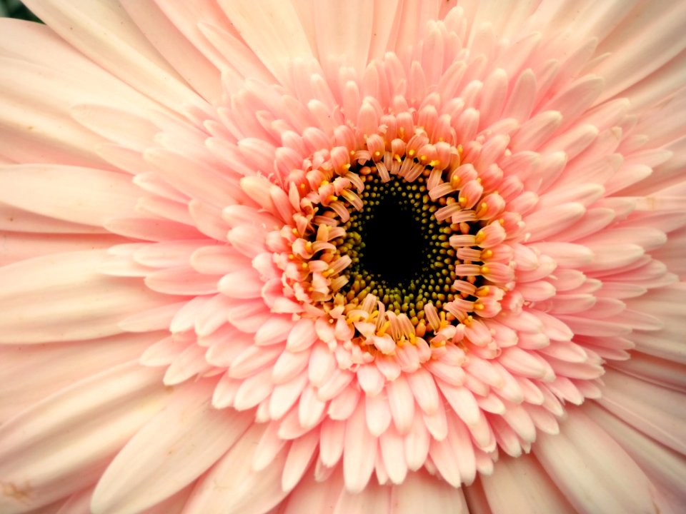 Pink Gerbera Flower In Closeup Photography