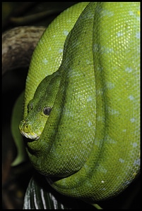 Green tree python animal world reptile