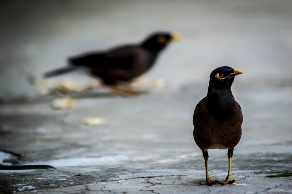 Selective Focus Photography Of Black Bird On Gray Pavements photo