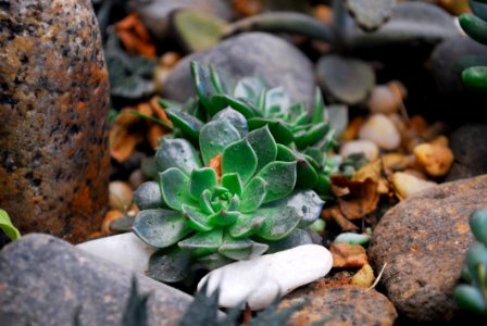 Two Green Succulent Plants On Rock