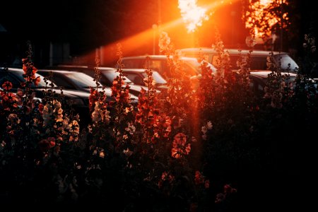 White And Orange Flowers With Sun Rays Photography