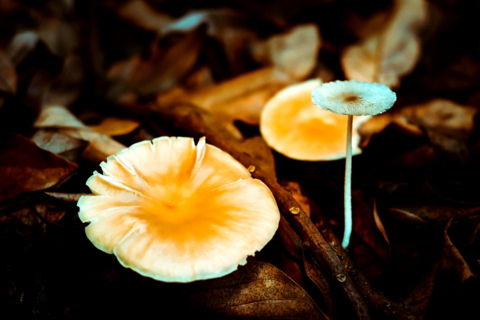 Mushrooms On Ground Surrounded With Brown Dry Leaves