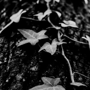 Grayscale Photo Of Devils Ivy Plant photo