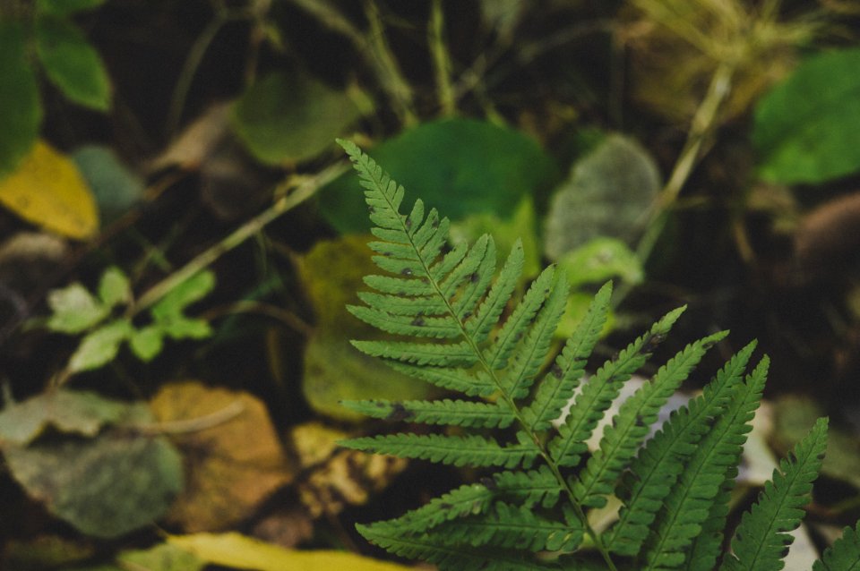 Close-Up Photography Of Fern