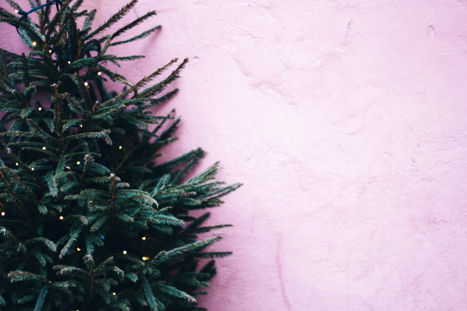 Photo Of Green Leaf Plant Near Pink Paint Wall