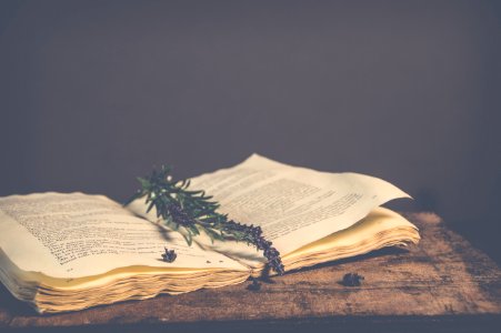 Sepia Photography Of Green Plant On Top Of Open Book photo
