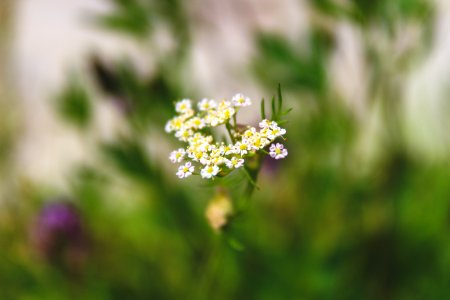 Shallow Focus Photography Of White-and-yellow Flowers photo