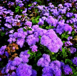 Purple Petaled Flowers