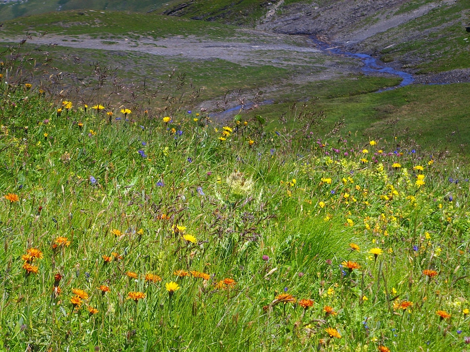 Summer meadow alpine alpine flowers