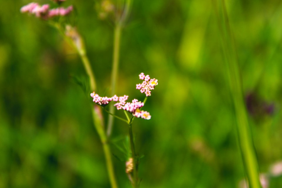 Cluster Pink Petaled Flowers In Bloom At Daytime