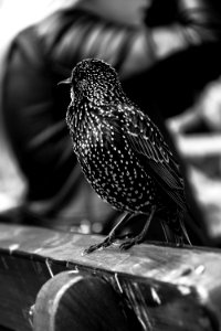 Grayscale Photo Of Short Beaked Bird On Wooden Chair
