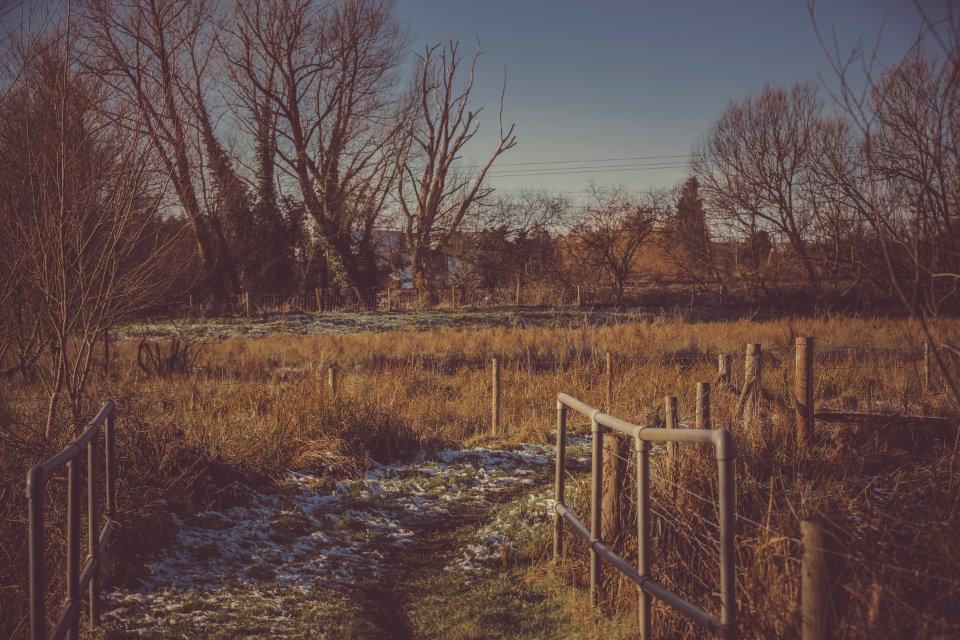 Person Taking Photo Of Pathway With Grass Field In Sepia Photography