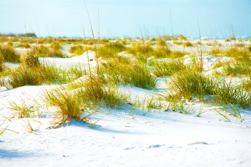 Photography Of Grass On Sand