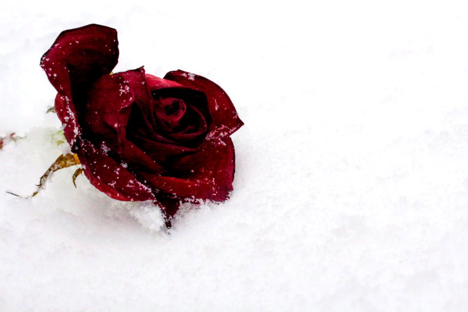 Red Rose On Snow