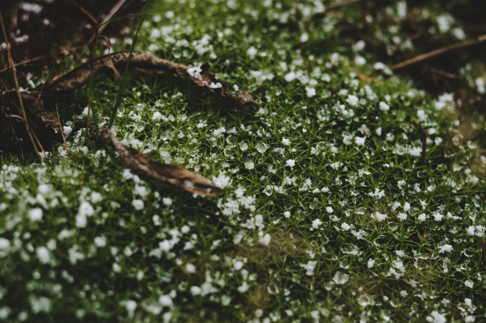 Close-up Photography Of Grass