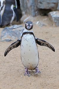 Animal bird fontal
