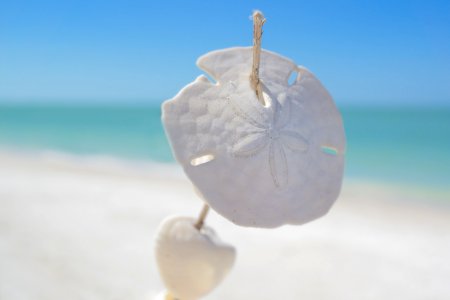 White Sand Dollars Pierced By Stick Selective-focus Photography With Beach On Background At Daytime photo
