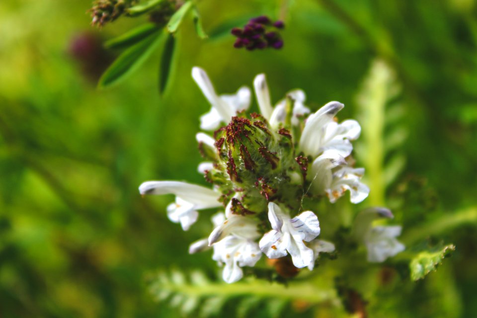 Focus Photography Of White Flowers