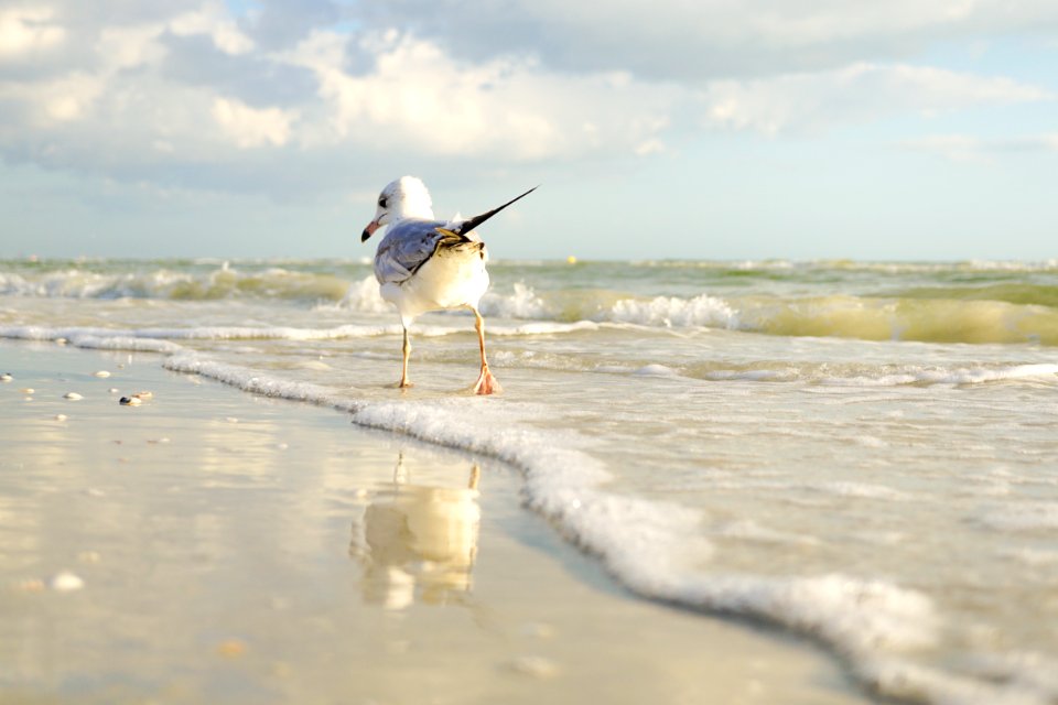 White And Gray Bird Standing On Seaside