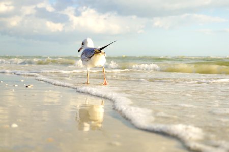 White And Gray Bird Standing On Seaside photo