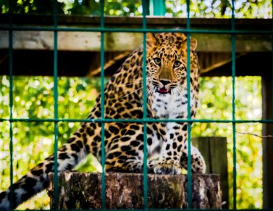 Photo Of Leopard Inside The Cage photo