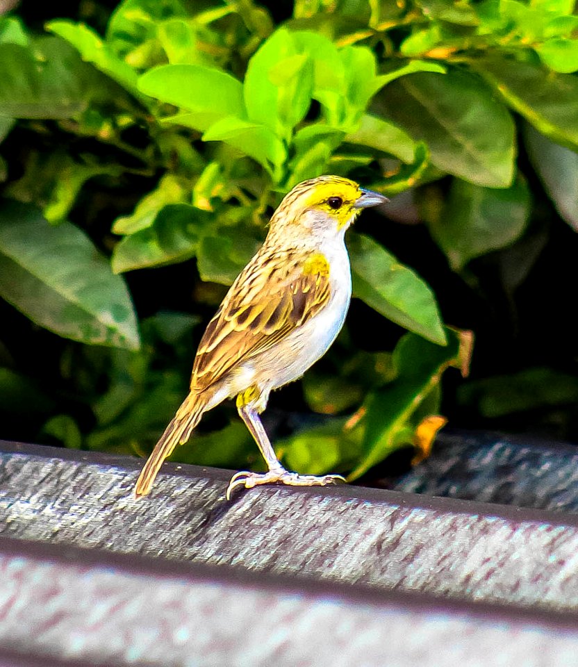 Brown And White Sparrow Bird photo